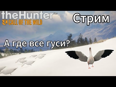 Видео: Охота на Белых гусей в ASKIY RIDGE. theHunter: Call of the Wild