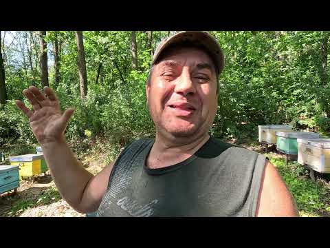 Видео: ✅ Закорм пчел Начался! Полоски Монхао поставил! #пчеловодство1