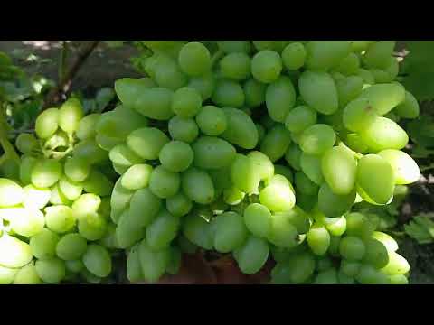 Видео: Виноград Біла Надія, Парфюм, КШ Близнець на 2.5 річних саджанцях станом на 12.08.2025.
