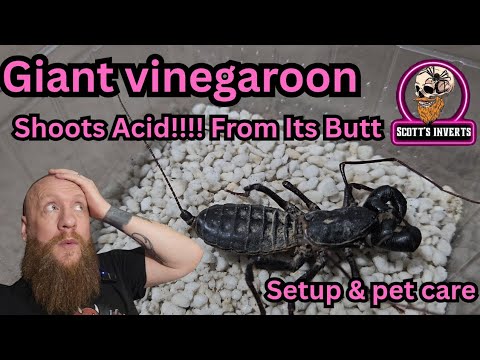 Видео: ГИГАНТСКИЙ Уксус // бесхвостый скорпион-кнут // установка и уход за питомцем