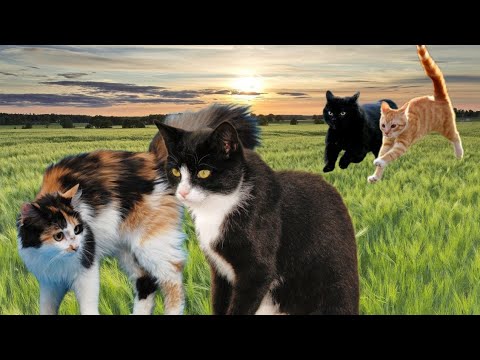 Видео: Коты Воители - Путь Древесного племени/ часть 7