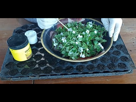 Видео: ЧЕРЕНКУВАННЯ БАКОПИ.