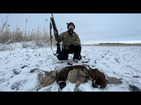 Видео: Kiirgauiil ah aulau, Қырғауыл аң аулау, Охота на фазана, Pheasant hunt Hatsan escort 3230