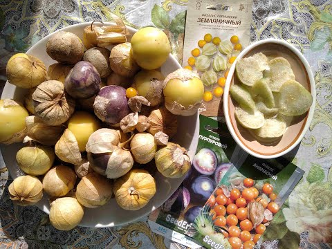 Видео: Физалис съедобный (Фізаліс/ Physalis). Ананасный, перуанский земляничный и пурпурный сорта.