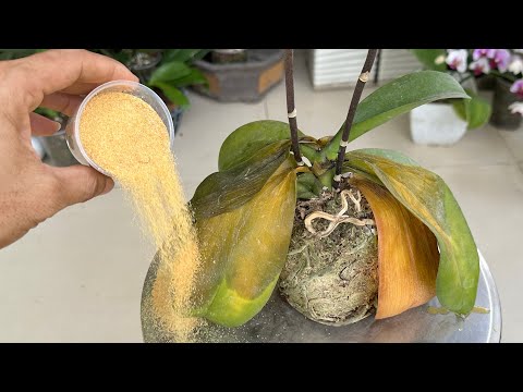 Видео: Его быстрый эффект не даст вам выбросить любую гнилую орхидею
