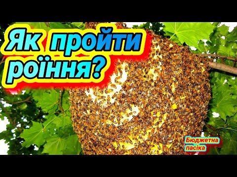 Видео: Як не дати бджолам на пасіці зароїтися? Гарний спосіб проти роїння, та ще й сім'я медовик вийде!