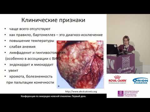 Видео: Радюк Е. В. - Бартонелла - кто она.