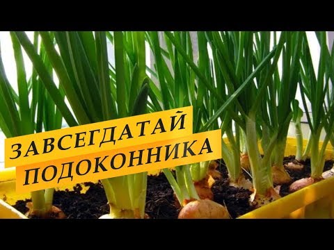 Видео: Выращивание зеленого лука дома на подоконнике.