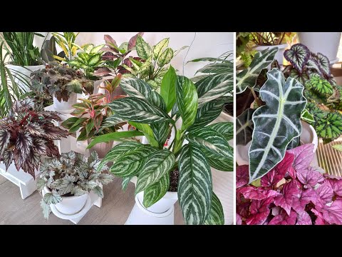 Видео: Комнатные цветы. Мои новинки. Алоказия, фикус и другие.