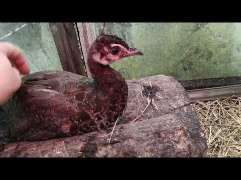 Видео: Осінь на дачі,непогода☔