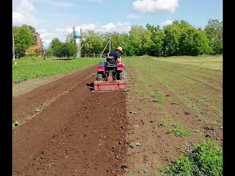 Видео: МЕЖДУРЯДНАЯ ОБРАБОТКА ТЫКВЫ МИНИТРАКТОРОМ.