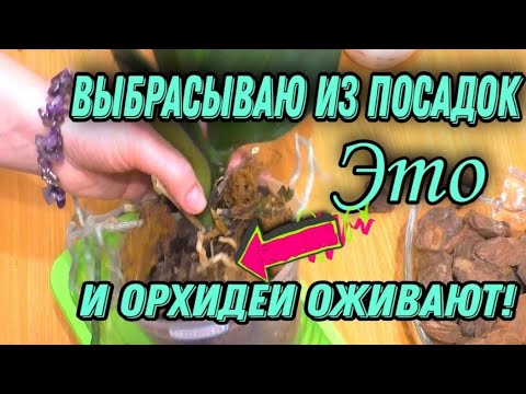 Видео: КОРНИ, ЦВЕТОНОСЫ у ОРХИДЕИ. Мгновенный результат.  ФАЛЕНОПСИС рад пересадке. Посадка орхидей в ЗС.