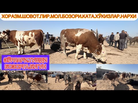 Видео: ХОРАЗМ ШОВОТ ПИР МОЛ БОЗОРИ КАТА ГИГАНТ БУКАЛАР САВДОСЛАРИ ЗЎР БЎЛДИ БУГИН 18-сентября 2024 г.