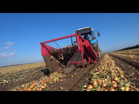 Видео: УРА!!!Одна/вторая часть уборки ЛУКА завершена!!!