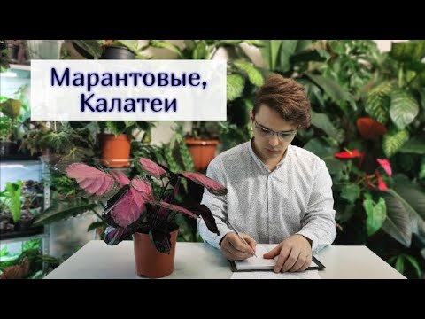 Видео: КАЛАТЕИ Тонкости в уходе/Мои Секреты/Грунт/Полив/Влажность воздуха/Освещение/