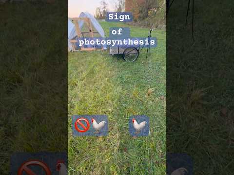 Видео: Доказательство у ваших ног. Куры отлично подходят для восстановления пастбищ, ЕСЛИ ВЫ ИХ ПЕРЕМЕЩА...