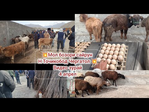 Видео: # 💥мол бозори  сайрун  Точикобод  *Чергатол 💥видео зурай 3.04.2025.🌳