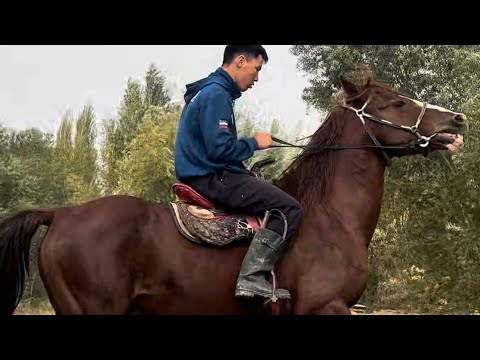 Видео: Кыргыз Ат жарап жаргон Ат +996-509–655-757.  11 октября 2025 г.