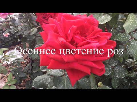 Видео: Осеннее цветение роз