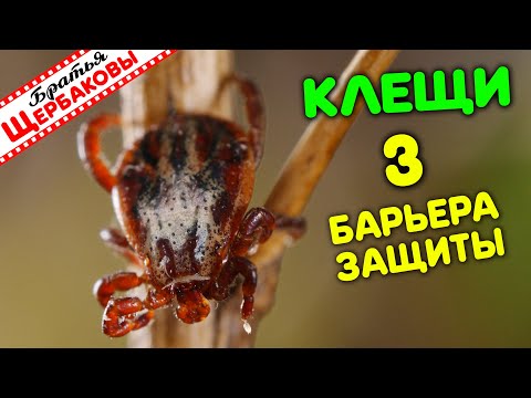 Видео: КЛЕЩИ! ТРИ самых важных БАРЬЕРА ЗАЩИТЫ!