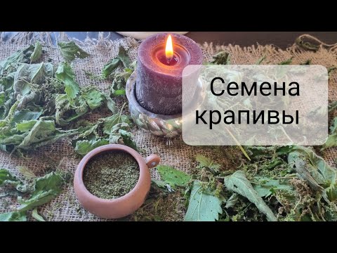 Видео: Семена крапивы. Что с ними делать?