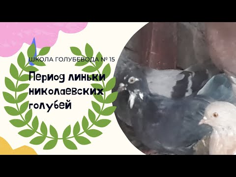 Видео: Что важно знать в период линьки голубей?