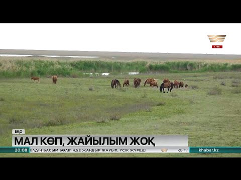 Видео: БҚО-дағы Жаңақала ауданында жер дауы ушығып тұр