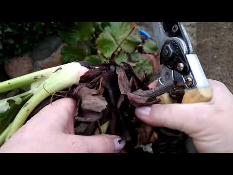 Видео: Бадан-удивительный "горец"