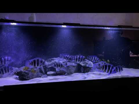 Видео: Свежая Артемия для мои фронтоз