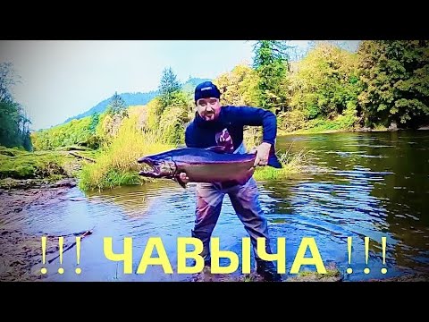 Видео: ПОПАЛ В КОТЁЛ ЛОСОСЯ! ДЖЕРКИ ИЗ РЫБЫ. РЫБАЛКА НА ОСЕННЮЮ ЧАВЫЧУ В США. CHINOOK SALMON FISHING.