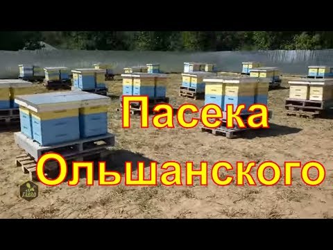 Видео: Пасека Ольшанского Александра