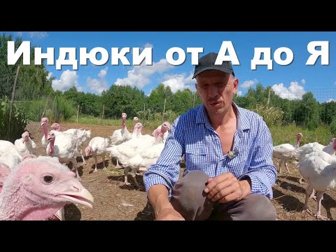 Видео: Все СЕКРЕТЫ выращивания индюков ЗДЕСЬ: полное видео о разведении индюков от А до Я!