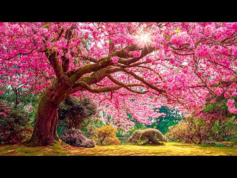 Видео: Музыка лечит сердце и сосуды🌿 Успокаивающая музыка восстанавливает нервную систему,расслабляющая #91