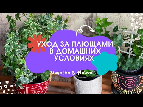 Видео: ☘️УХОД ЗА ПЛЮЩАМИ (Хедерой) в домашних условиях☘️ Мой опыт