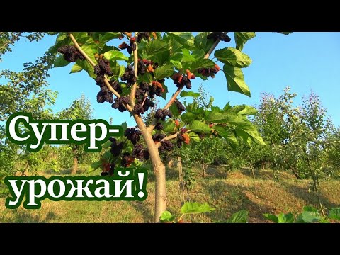 Видео: Крупноплодная и урожайная шелковица ГАЛИЦИЯ!!