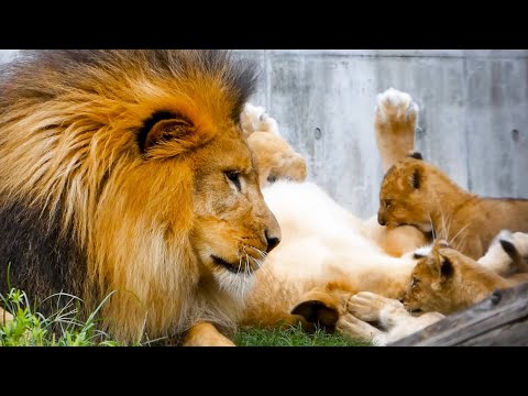 Видео: [Трогательно] Милая семья львов, от которой хочется плакать😭