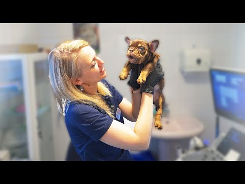 Видео: Сенсация! Отказались от лучшего щенка! Мы в шоке!