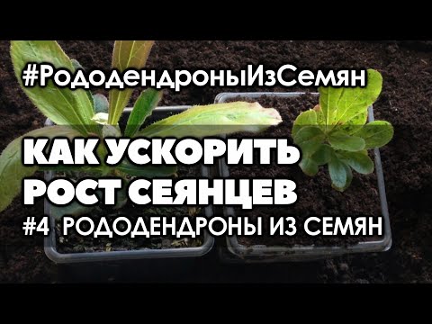 Видео: 🌱#4 Как ускорить рост саженцев | Важный момент при перевалке | Рододендрон из семян