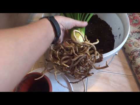 Видео: Комнатные цветы/растения. Кливия. Пересадка и помывка. Обзор уцененных на местах.