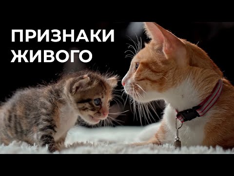 Видео: Главные признаки живых организмов 5 класс