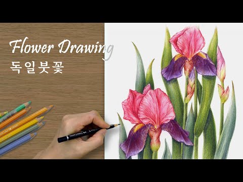 Видео: [Рисунок цветов] Рисунок немецкого ириса богини радуги, любимой Ван Гогом