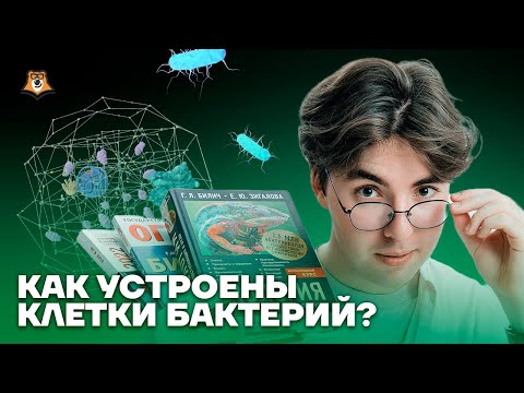 Видео: Бактерии | Биология ОГЭ 2025 | Умскул