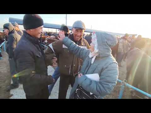 Видео: 12 НОЯБР 2025 ЖЫЛ КАРАОЗЕК МАЛ БАЗАР БАХАЛАРЫ