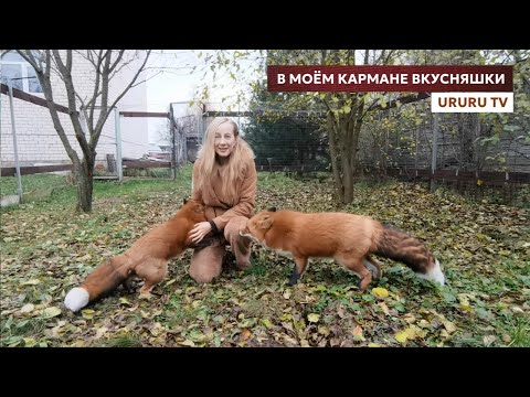 Видео: У меня в кармане всегда есть лакомства для лисиц