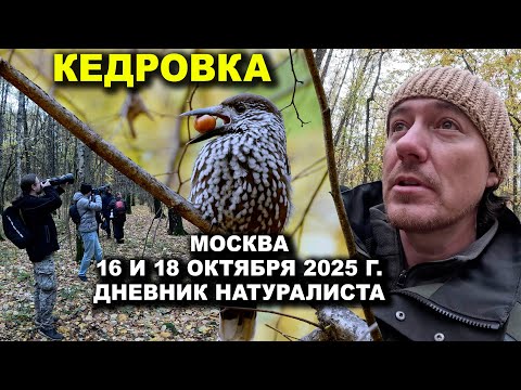 Видео: Кедровка в Москве 2025 г. Дневник натуралиста