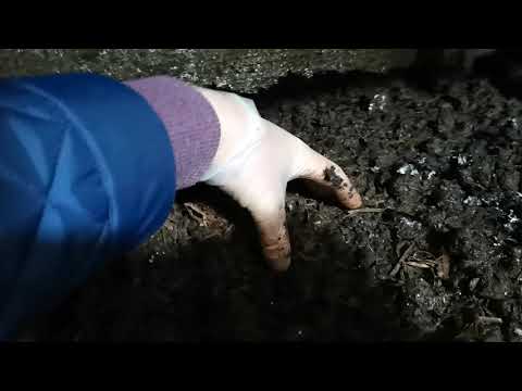 Видео: Выращивание шампиньонов. Осмотр компоста. Осмотр заростания торфа.