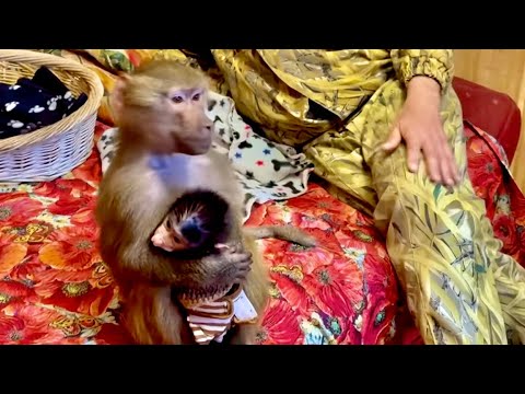 Видео: ЭКСКЛЮЗИВЧИК! Люся взяла маленькую Анфису на руки и никому ее НЕ ОТДАЕТ!!!