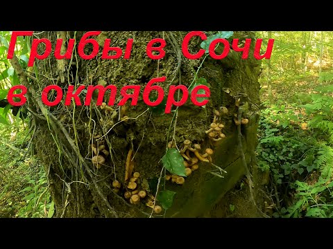 Видео: Охота за грибами в октябре — неожиданные находки!
