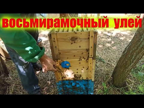 Видео: Восьмирамочный улей. Работа  восьмирамочниковых ульях на главном взятке