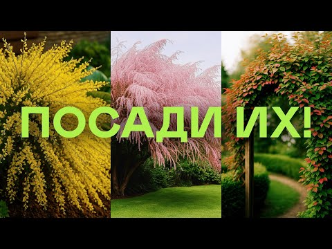 Видео: Самые Дешевые Эффектные Кустарники Для Красивого Сада